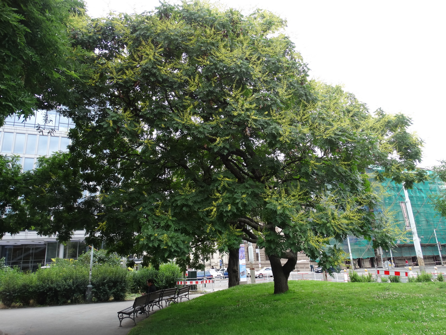 Липа - традиционное дерево Чехии